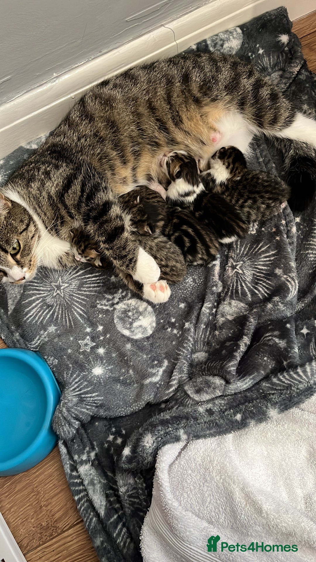 British Shorthair cats for sale: Kittens  - Image 4