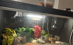 Leopard Gecko reptiles for sale: Gecko with full Viv set up - Image 4