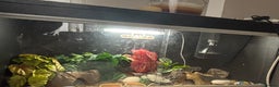 Leopard Gecko reptiles for sale: Gecko with full Viv set up - Advert 4