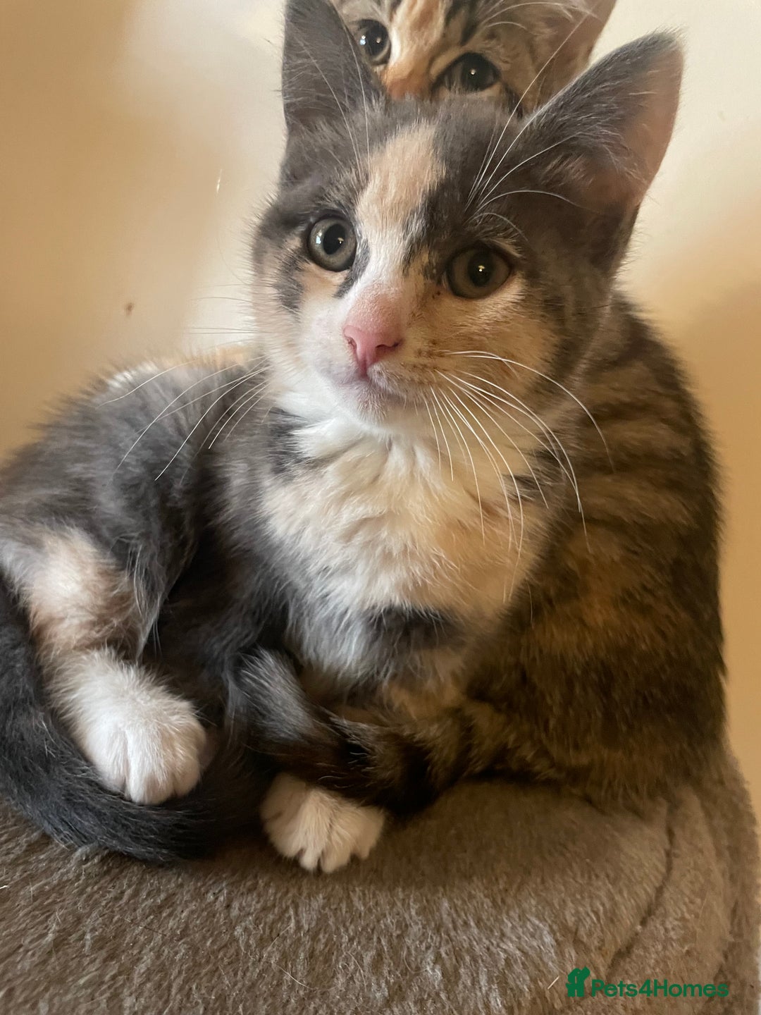 Domestic Shorthair cats for sale: 5 beautiful kittens  - Image 7