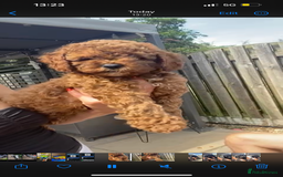 Cavapoo dogs for sale:  1 Beautiful boy Cavapoo puppy left! 💖💙💖💙💖 in Doncaster - Image 26