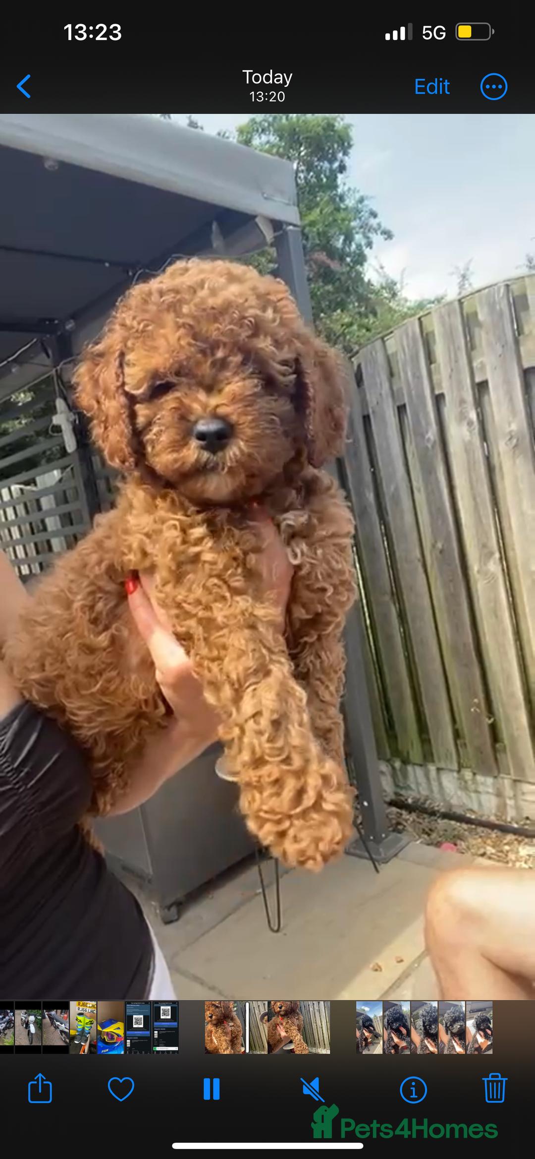 Cavapoo dogs for sale:  1 Beautiful boy Cavapoo puppy left! 💖💙💖💙💖 in Doncaster - Image 26