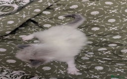 Ragdoll cats for sale: ragdoll kittens (only 1 boy left main picture) - Image 17