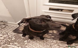 Mixed Breed dogs for sale: Lab Cross Puppies for Sale - Image 1