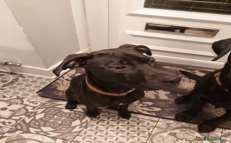 Mixed Breed dogs - Advert 2