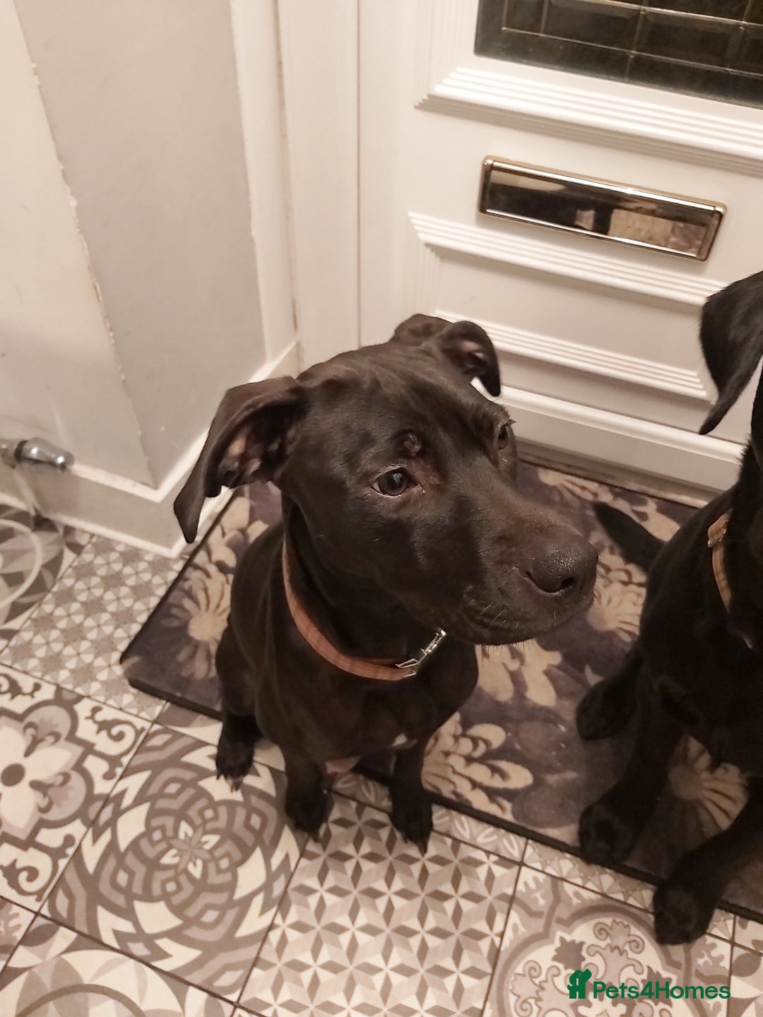 Mixed Breed dogs for sale: Lab Cross Puppies for Sale - Image 1