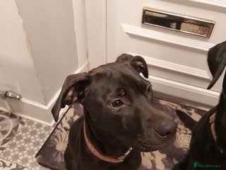 Mixed Breed dogs - Advert 18