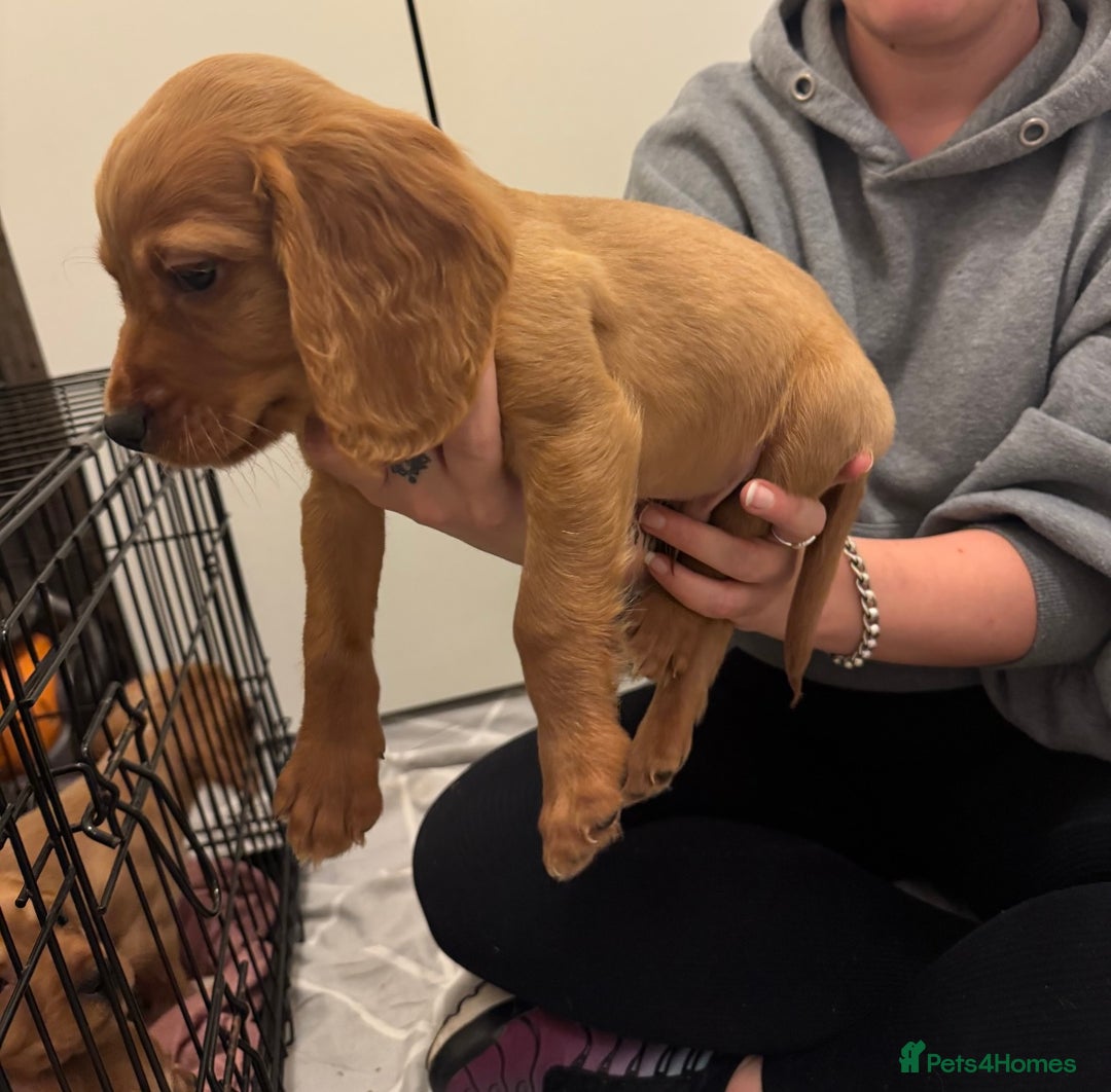 Cocker Spaniel dogs for sale: Cocker Spaniel Puppy *READY FOR HOMES NOW* - Advert 4