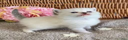 British Shorthair cats for sale: RARE SEAL LYNX PURE BRED BSH TEDDY BEARS - Advert 3