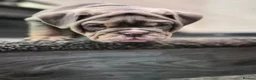 English Bulldog dogs for sale: Outstanding Healthy Pups please read full advert - Advert 5