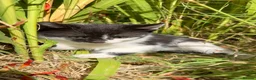 Mixed Breed cats for sale: 3 x Black & white kittens, 1 x boy, 2 x girl in Port Talbot - Advert 18