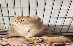 British Shorthair cats for sale: BSH BLUE AND BSH GOLD KITTENS Ready now! - Image 3