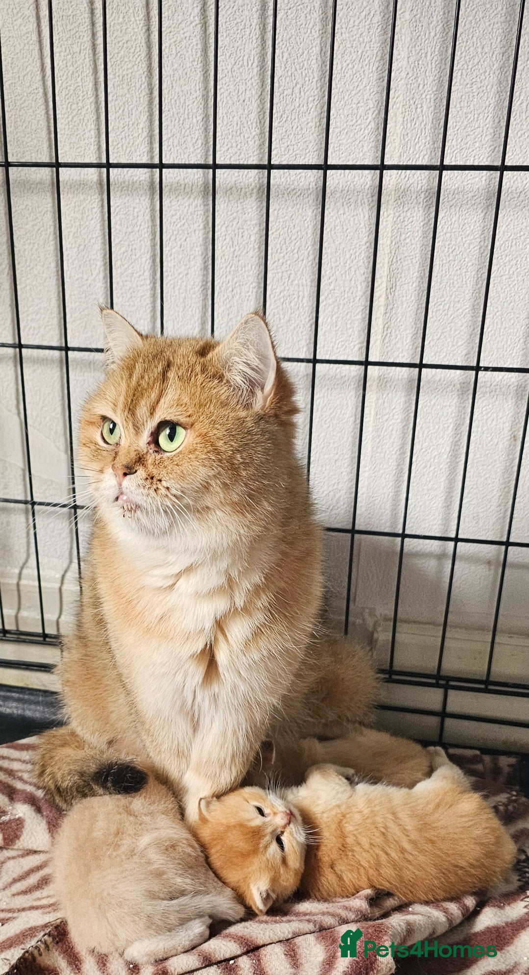 British Shorthair cats for sale: BSH BLUE AND BSH GOLD KITTENS Ready now! - Image 3