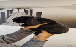 Mini Lop rabbits for sale: Mini lop and mini lop lion head  - Advert 8