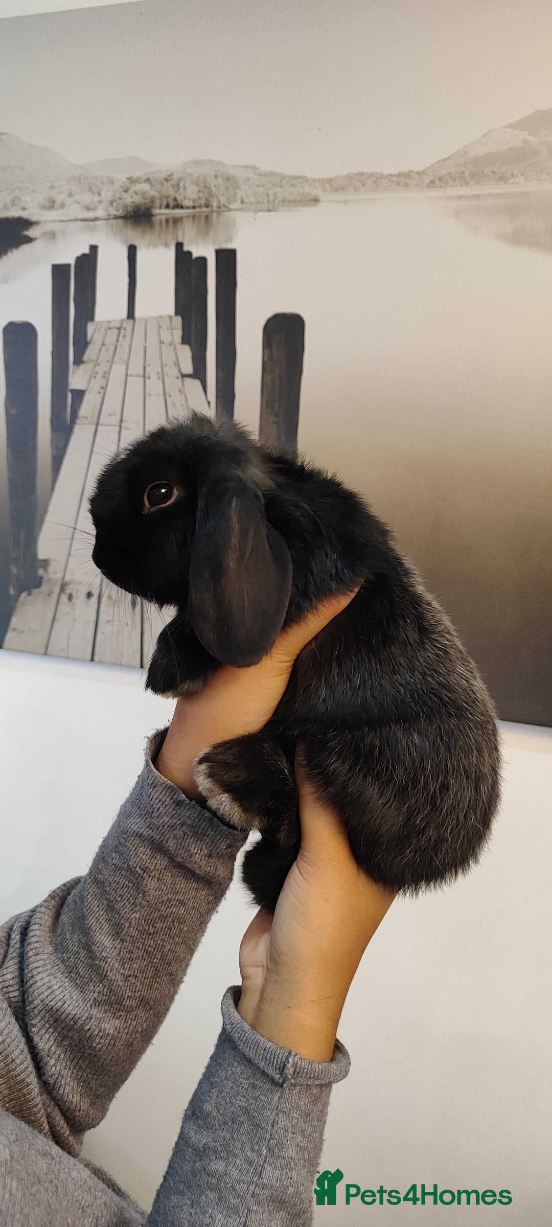 Mini Lop rabbits for sale: Mini lop and mini lop lion head  - Advert 8