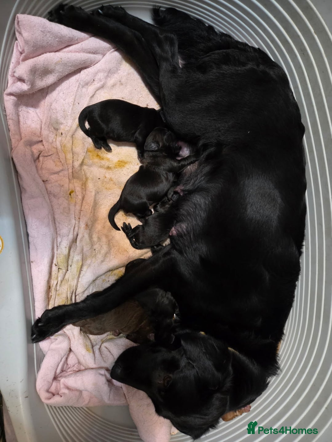 Labradoodle dogs for sale: Labradoodle multigen medium sized - Image 8
