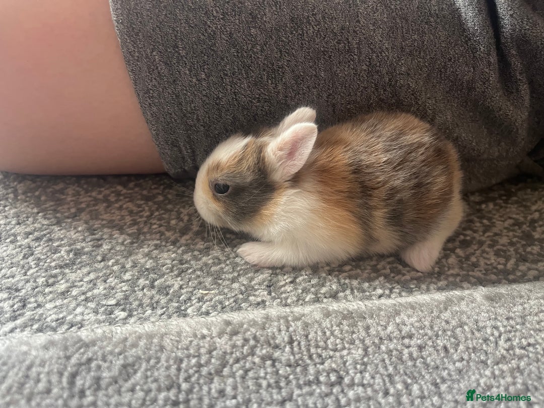 Mini Lion Lop rabbits for sale: Baby bunnies mini lion lops ready now  - Image 27