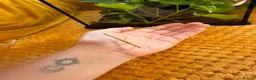 Stick Insects invertebrates for sale: Indian Stick Insects with or without Enclosure  in Sunderland - Advert 5