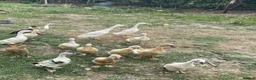 Ducks poultry for sale: Indian runner duck hatching eggs  12 for £5 - Advert 2