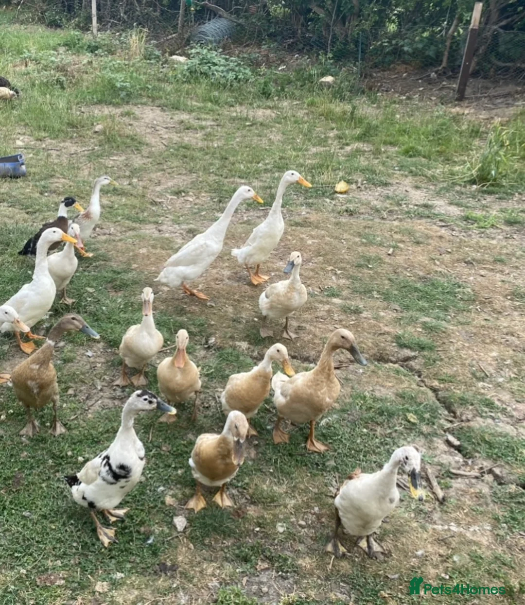 Ducks poultry for sale: Indian runner duck hatching eggs  12 for £5 - Advert 2