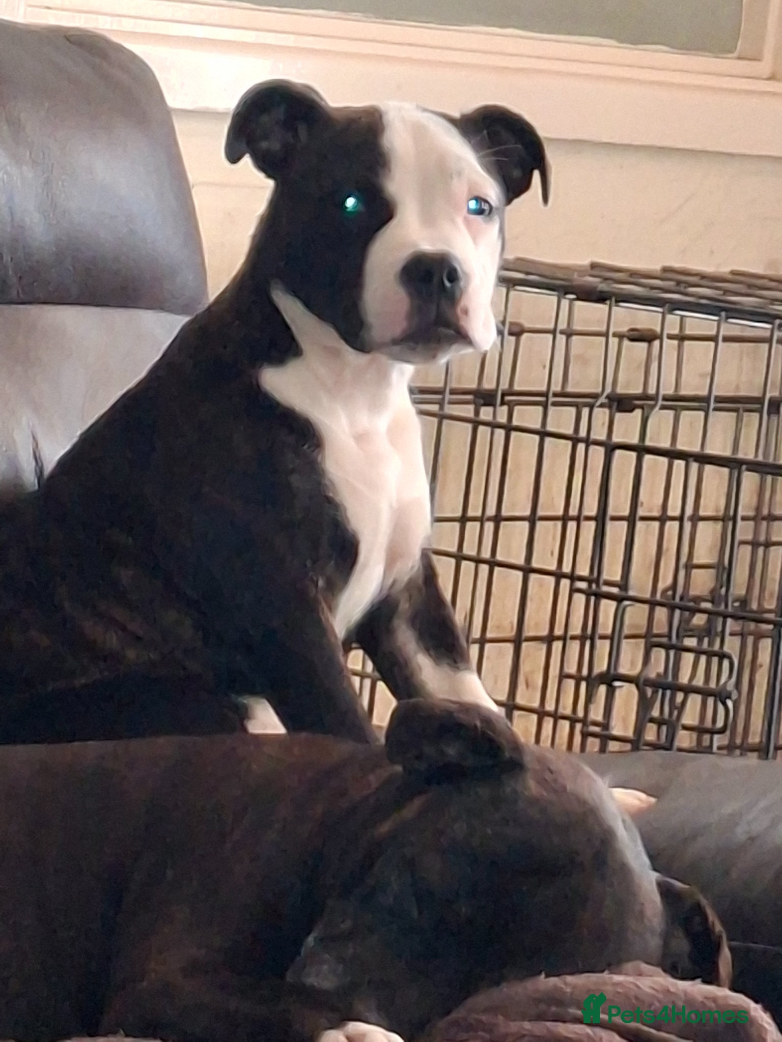 Mixed Breed dogs Big beautiful Bull Staffs  - Advert 2