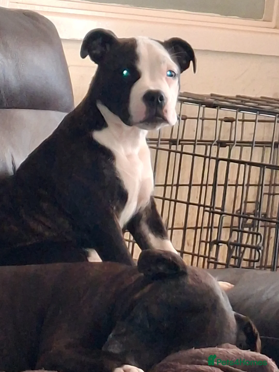 Mixed Breed dogs for sale: Big beautiful Bull Staffs  - Advert 1