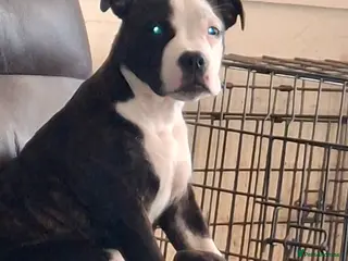 Mixed Breed dogs Big beautiful Bull Staffs - Advert 2