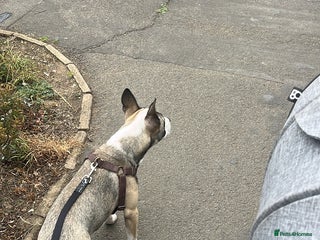 Mixed Breed dogs - Advert 1