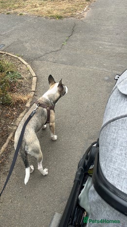 Mixed Breed dogs - Advert 1