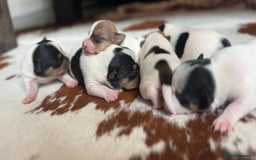 Jack Russell dogs for sale: Jack Russell puppies  - Image 2