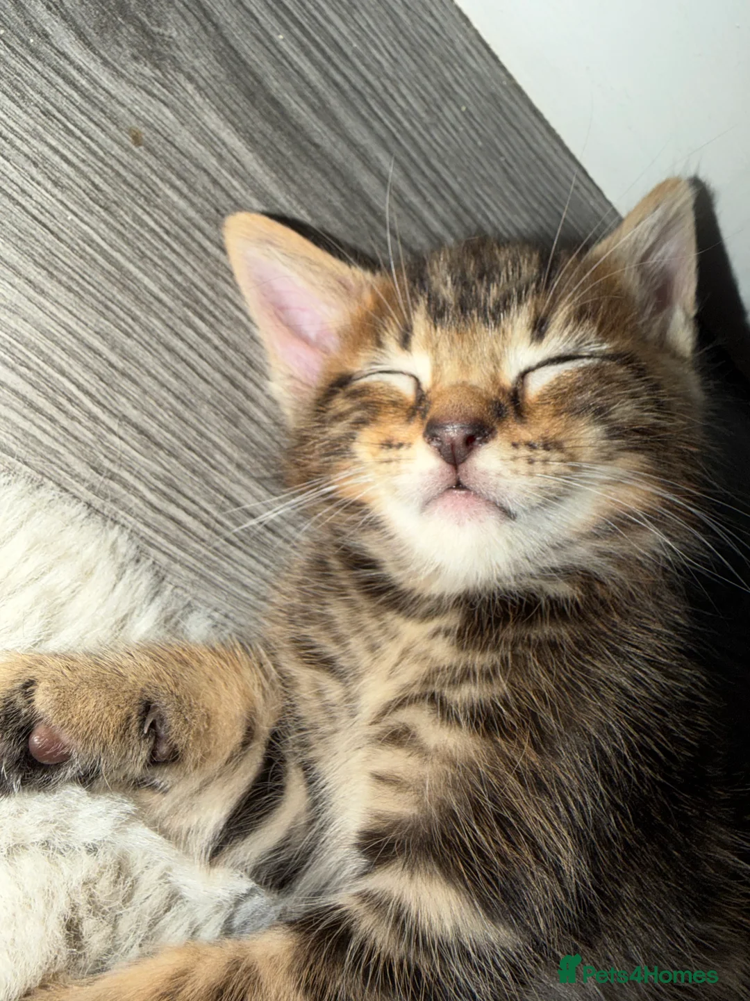 Siberian cats for sale: Siberian x kittens  - Advert 6