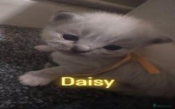 Ragdoll cats for sale: Ragdoll x kittens  - Image 5