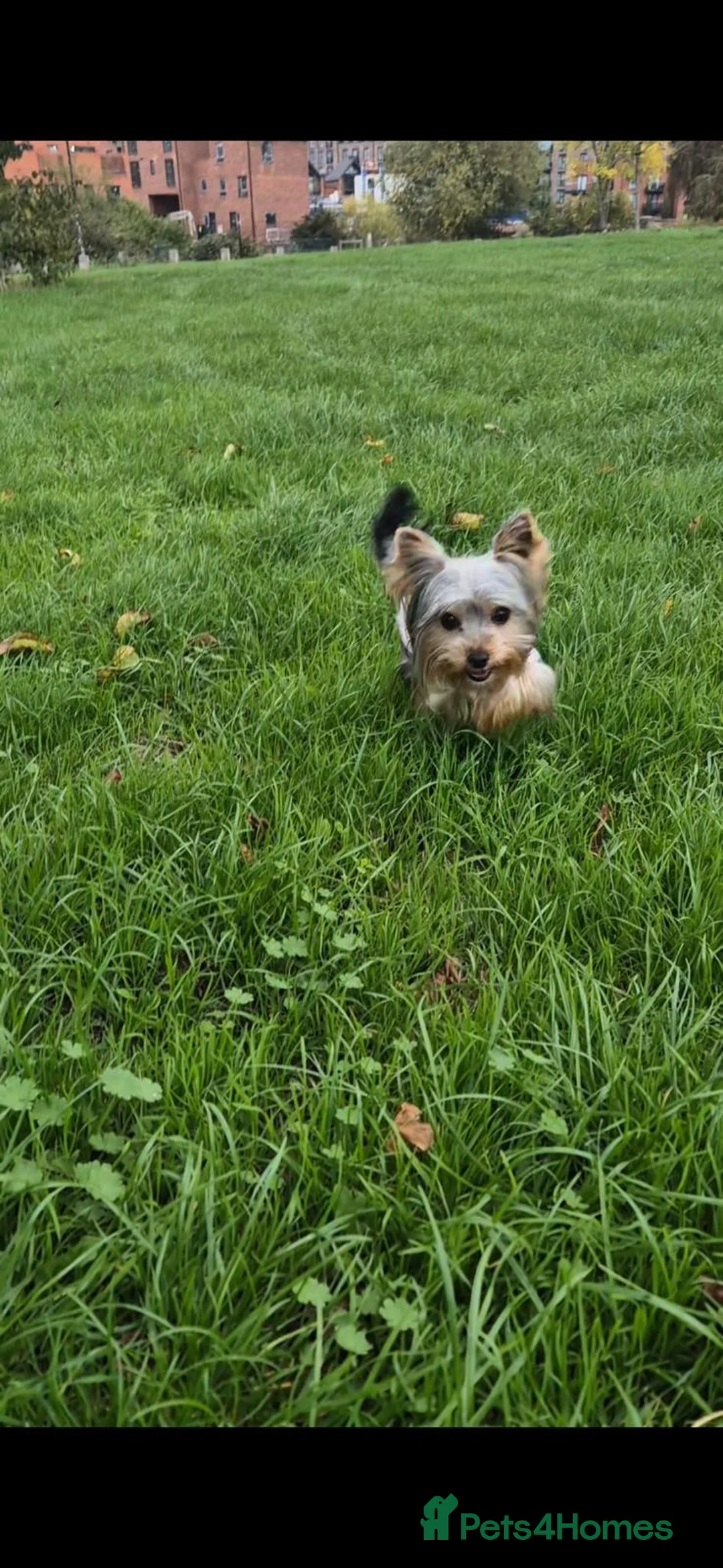 Yorkshire Terrier dogs for sale: TINY pedigree Girl - Advert 2