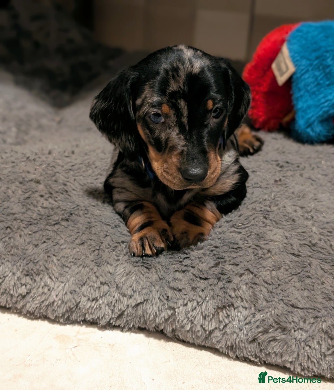 Dachshund dogs for sale: Champions Line/Show Quality Standard Dachshund - Advert 18