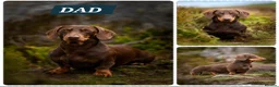 Dachshund dogs for sale: Stunning puppies, kc registered parents  - Advert 3