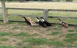 Ducks poultry for sale: 5 Runner Ducks, 1 Drake, 4 Female - Image 3
