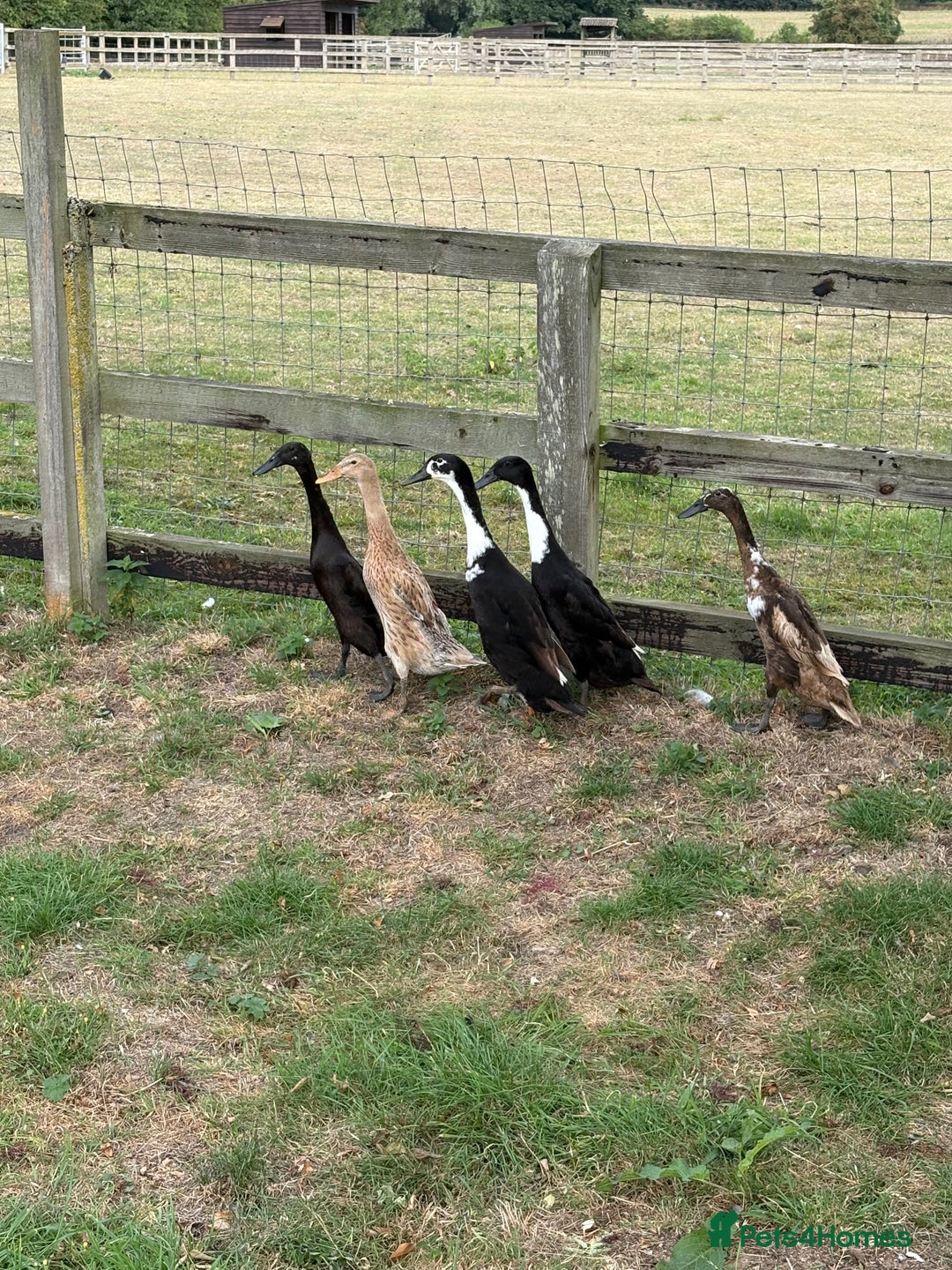 Ducks poultry for sale: 5 Runner Ducks, 1 Drake, 4 Female - Image 3