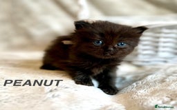 Persian cats for sale: Absolutely Stunning litter of Persian/Ragdolls - Image 12