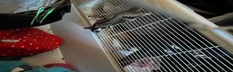 Sugar Glider rodents for sale: Two male bonded sugar gliders - Advert 4