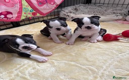 Boston Terrier dogs for sale: KC  Registered 🐕❤️🏠 Puupy 🐕💙🏠Boston Terrier  - Image 15