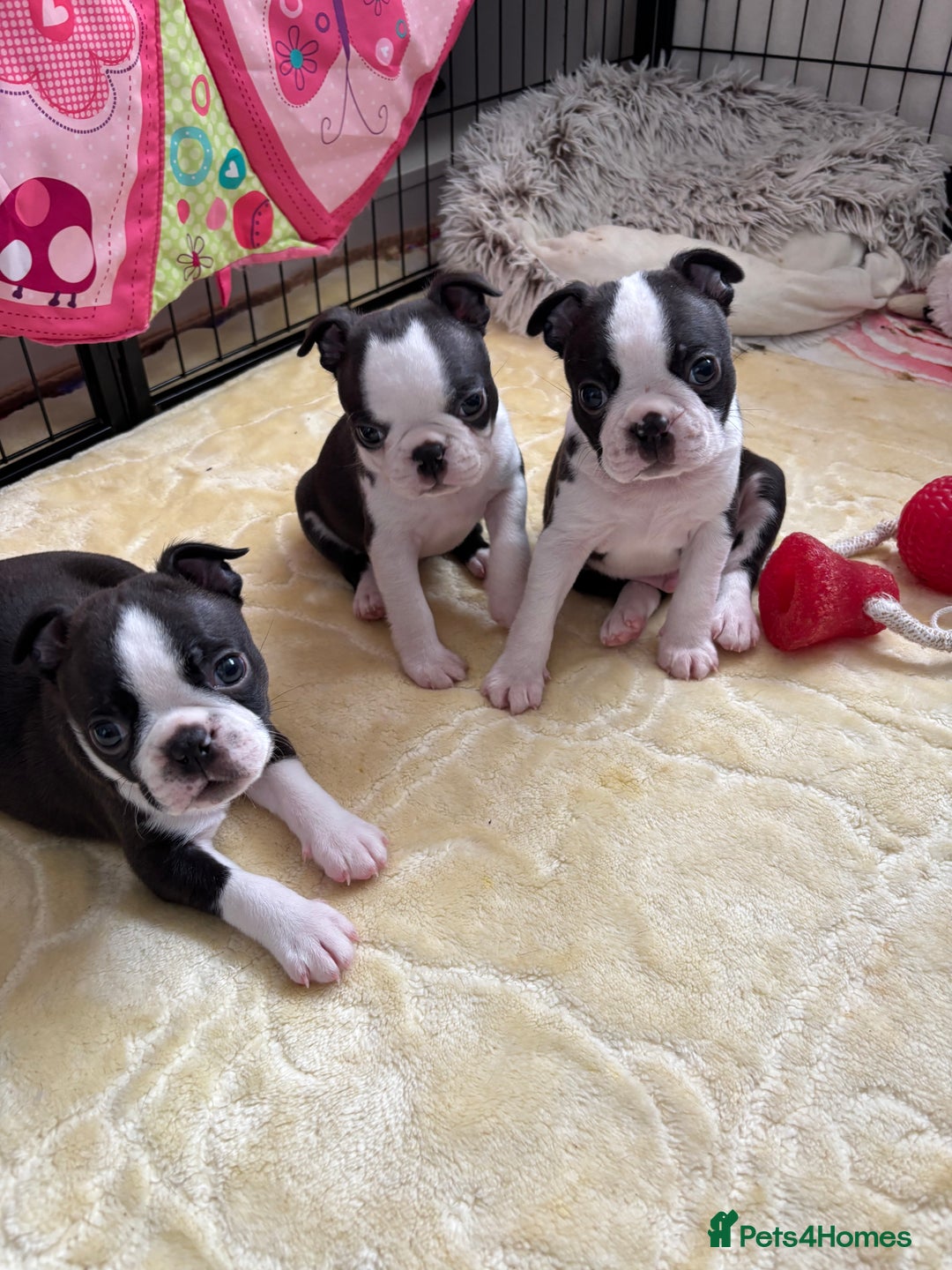 Boston Terrier dogs for sale: KC  Registered 🐕❤️🏠 Puupy 🐕💙🏠Boston Terrier  - Image 15