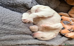 Maltese dogs for sale: Maltese male - Image 2