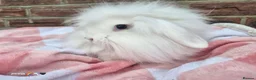 Mixed Breed rabbits for sale: Double mane lion head liop does  - Advert 6