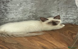 Ragdoll cats for sale: Beautiful ragdoll - Image 1