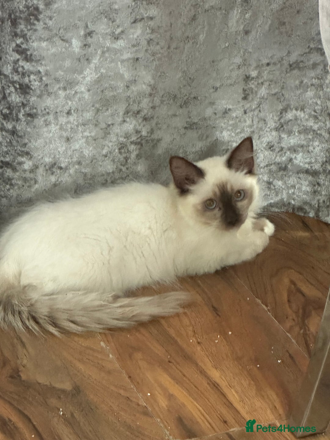 Ragdoll cats for sale: Beautiful ragdoll - Image 1