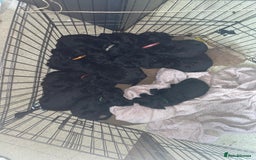 Mixed Breed dogs for sale: YOUR NEW BEST FRIEND IS WAITING!  - Image 1
