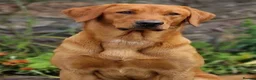 Labrador Retriever dogs for sale: Fox red Labrador pups - Advert 6