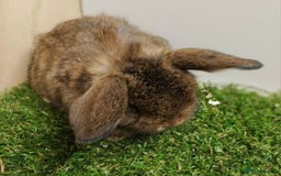 Mini Lop rabbits for sale: Vaccinated wellhandled Mini Lop-please read advert - Image 2