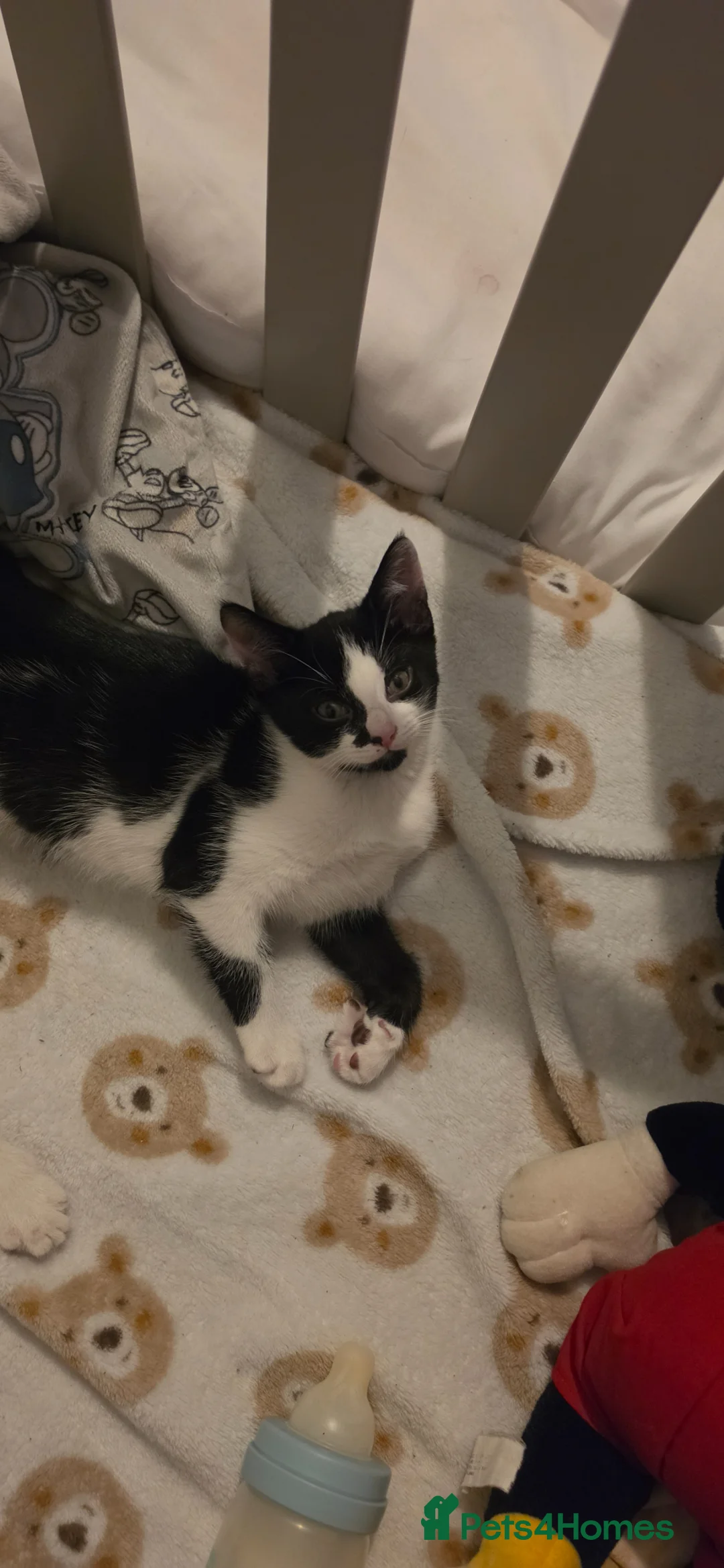 Domestic Shorthair cats for sale: 1 beautiful kitten left  - Advert 4