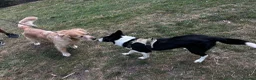 Border Collie dogs for sale:  A 2-Year Sweet & Smart Border Collie - Advert 11
